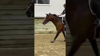 Izzi being such a good girl today . We are finding a nice groove together now. #horse #equestrian