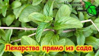 ПРИРОДНЫЕ АНТИБИОТИКИ В КАЖДОМ САДУ! Растения вместо лекарств. Самые мощные лекарства с огорода.