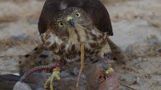 training of goshawk and hunting lapwing with shikra || falconry art of kings