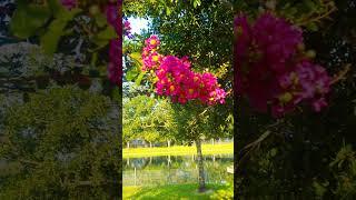 Lagerstroemia Indica crape myrtle #likeandsubscribe #ishqdefanniyar #flowers #crapeflower #lilac usa