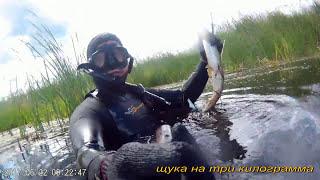 Подводная охота.(Spearfishing 22. 06. 2017)