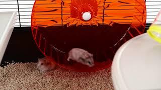 Hamster Home Village: Assembly Tutorial