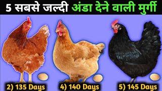 मुर्गी पालन में अच्छी कमाई | Desi Poultry Farming | Poultry Farm Business Plan | मुर्गी पालन