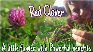 Red Clover - A Little Flower With POWERFUL benefits 