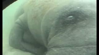 Florida manatees  encounter  - Trichechus manatus latirostris (lamantins)