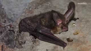 Female vampire bats donate blood to their friends