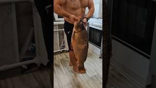 Сазан 13кг  разделываем огромного сазана #сазан #рыба #рыбалка #карпфишинг