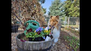 Adding pansies to your garden can be a show stopper! #gardening #collie #dog