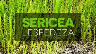 Control of Sericea Lespedeza in Pastures – Forage & Livestock Town Hall (Full Video)