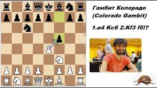 Сломай защиту белых с Конргамбитом Колорадо (Colorado Сountergambit)