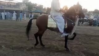 Kosekaza the legendary horse with Muhammad Bilal Akbar Awan