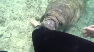 Curious Baby Manatee