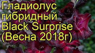 Гладиолус гибридный (Black Surprise). Краткий обзор, описание характеристик, где купить луковицы