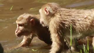 So many abandoned monkeys from Sovanna group bathing with Granma Ashley