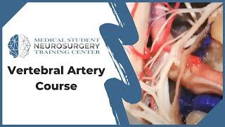 Vertebral Artery Course