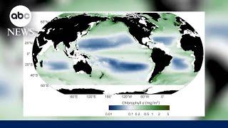 The ocean is changing colors, researchers say. Here's what it means.