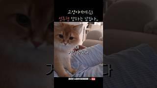 고양이에게 성추행 당하는 남집사