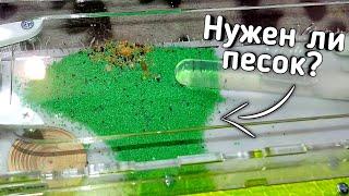 Зачем нужен песок в формикарии? Муравьи в муравьиной ферме от Top ant