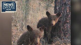 Bear cubs flown from Lake Tahoe to rehabilitation center in Southern California | NewsNation Now