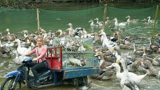 Harvesting Many Ducks And Use 3-Wheeled Vehicle To Transport Ducks Go To Market Sell