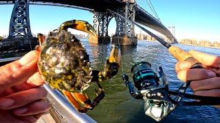 East River Fishing. Frozen Crab Tautog Fishing NYC