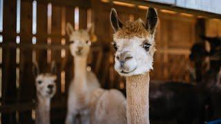 Alpaca Mountain Events | Unique Wedding Venue in Limestone, Tennessee