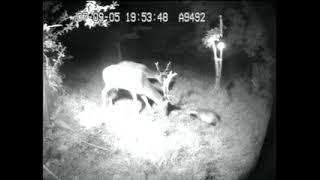 Badger-and Fallow Deer Interaction