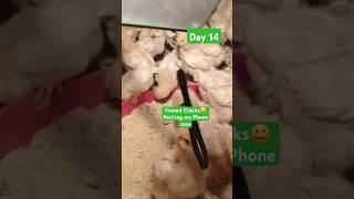 Our Happy Chicks at #Day 14 Happily Pecking on My phone's case rope. #chicken  #brooding #success