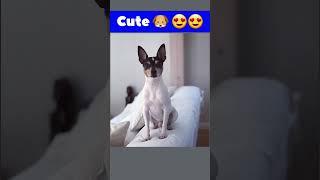 Toy Fox Terrier   | Small Dog | #shorts