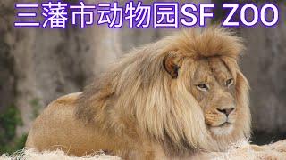 三藩市动物园San Francisco Zoo/有老虎狮子长颈鹿，仲有河马犀牛，就系冇大笨象。于2020