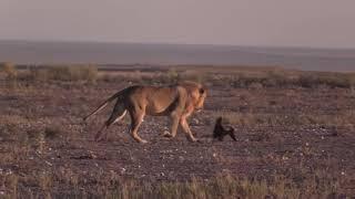 Honey Badger vs Lion This is Way Too Much #animals #wildlife