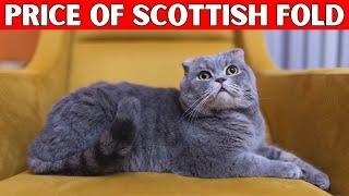 Price of Scottish Fold Cat | How Much is a Scottish Fold Cat?