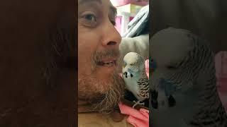 Budgie bites Jimmy