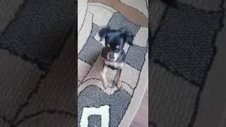Пражский крысарик, учим команды!