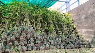 Agarwood plant's Agarwood Seedlings | Call: 06000371241.. #Agarplants #Agarwoodnursery #Plantations