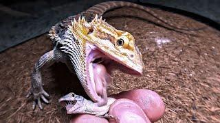 Bearded Dragon eating crunchy Lizards