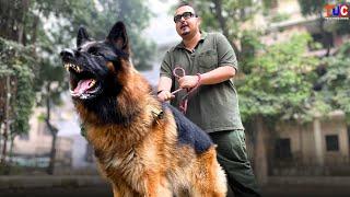 GERMAN SHEPHERD DOG | Dangerous or Friendly ? Full Details in Hindi