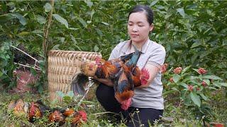 Beyond Civilization: Trapping Wild Chickens In The Mountain Forest. Amy village life