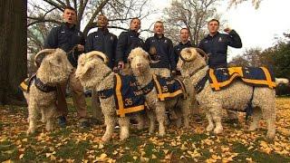 Protecting the Goat: Secrecy and rivalry steeped with tra...