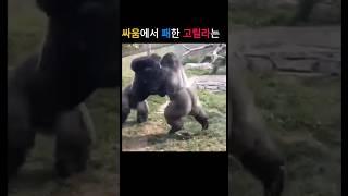강한 자의 생존: 고릴라 싸움의 결과  #shorts #고릴라 #수컷고릴라싸움