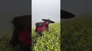 云里雾里，我摘茶叶等你春茶采摘 我的乡村生活