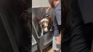 Jaxx the Aussie  #australianshepherd #aussie #dogbath #tutorial