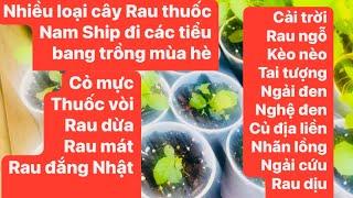 Chia sẻ nhiều loại Rau thuốc Nam trị bệnh viêm khớp nhức xương bao tử ươm cây  đi các tiểu bang .