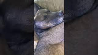 Snoring Dog Dreaming