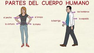 Learning Spanish: The human body - American Spanish  (basic level)