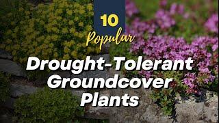 10 Popular Drought Tolerant Groundcover Plants  for Water Conscious Gardening