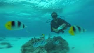 Feeding Bora Bora fish - 2019