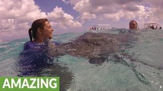 Playful stingrays love to "kiss" humans