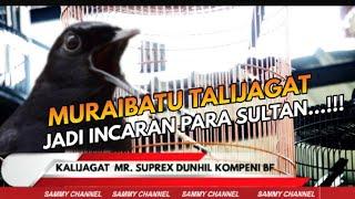 Nyeri 1,1 Muraibatu Talijagat Jadi Incaran Sultan.
