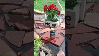Хлороз что это такое и как с этим бороться#сад #огород #дача #удобрение #удобрения #растения